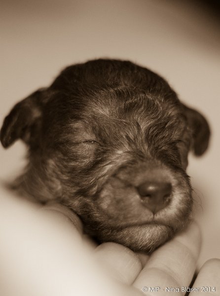 2014-02-18 Welpen Svet & Ruby-1913-2.jpg - Day 15